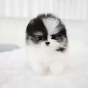 Linda