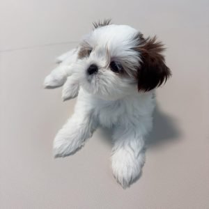 Bollo