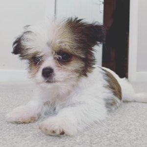 Posky
