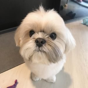 Simba